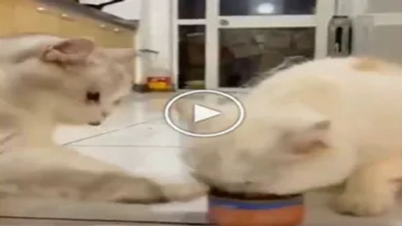 cat shared the food with his friend cute Video goes Viral