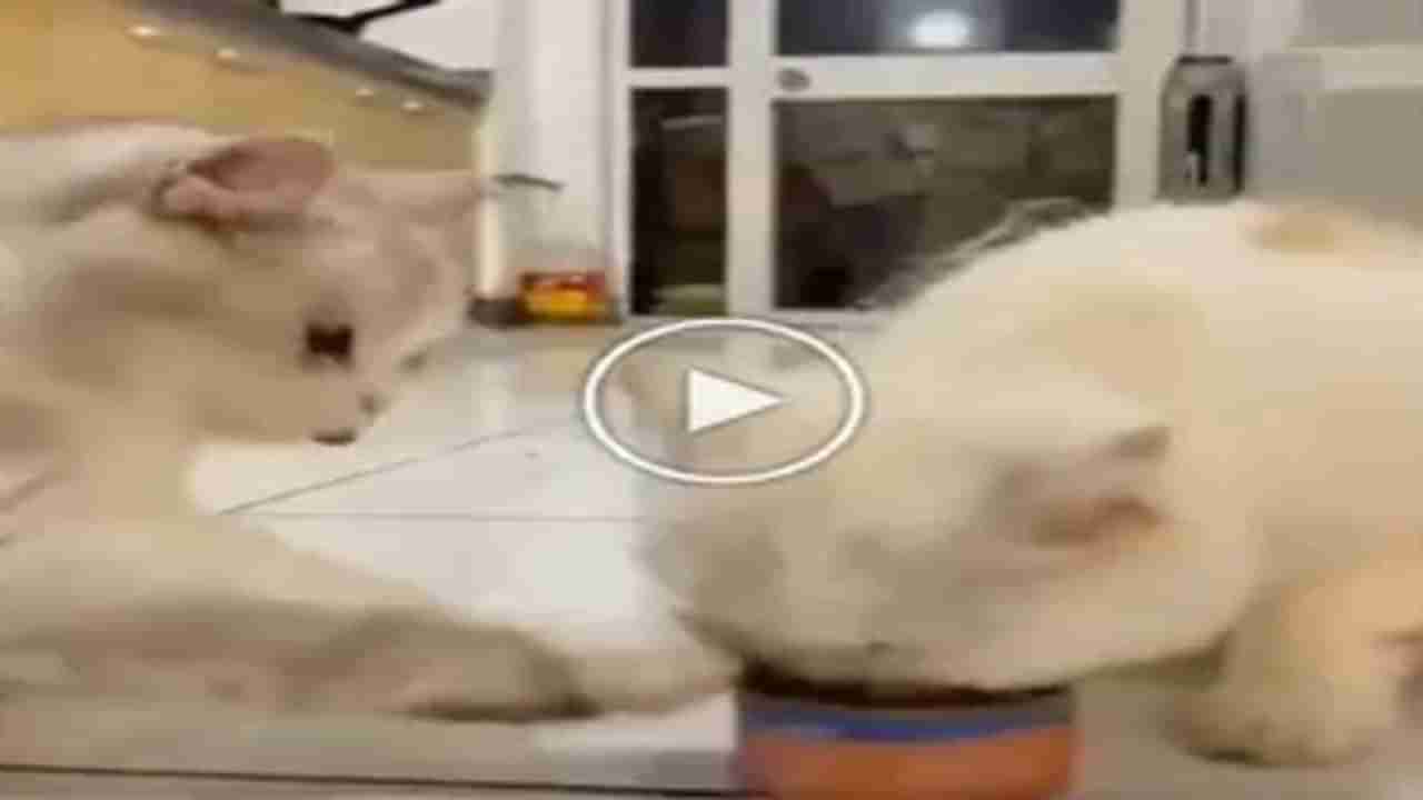 Cat Cute Viral Video : Cuteness Overload.... બિલાડીએ પોતાની સખી સાથે શેર કર્યું ભોજન, વીડિયો જોઈને લોકોએ કહ્યું- શેરિંગ ઈઝ કેરિંગ