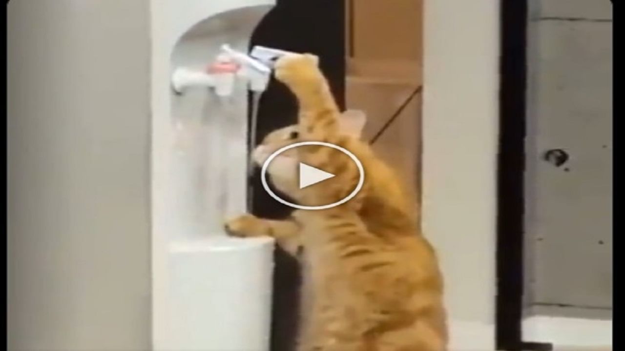 Cat Cute Viral Video: તરસી બિલાડીએ પ્યુરિફાયરમાંથી કંઈક આ રીતે પાણી પીધું, યૂઝર્સ તેમની સમજ જોઈને થયા દિવાના