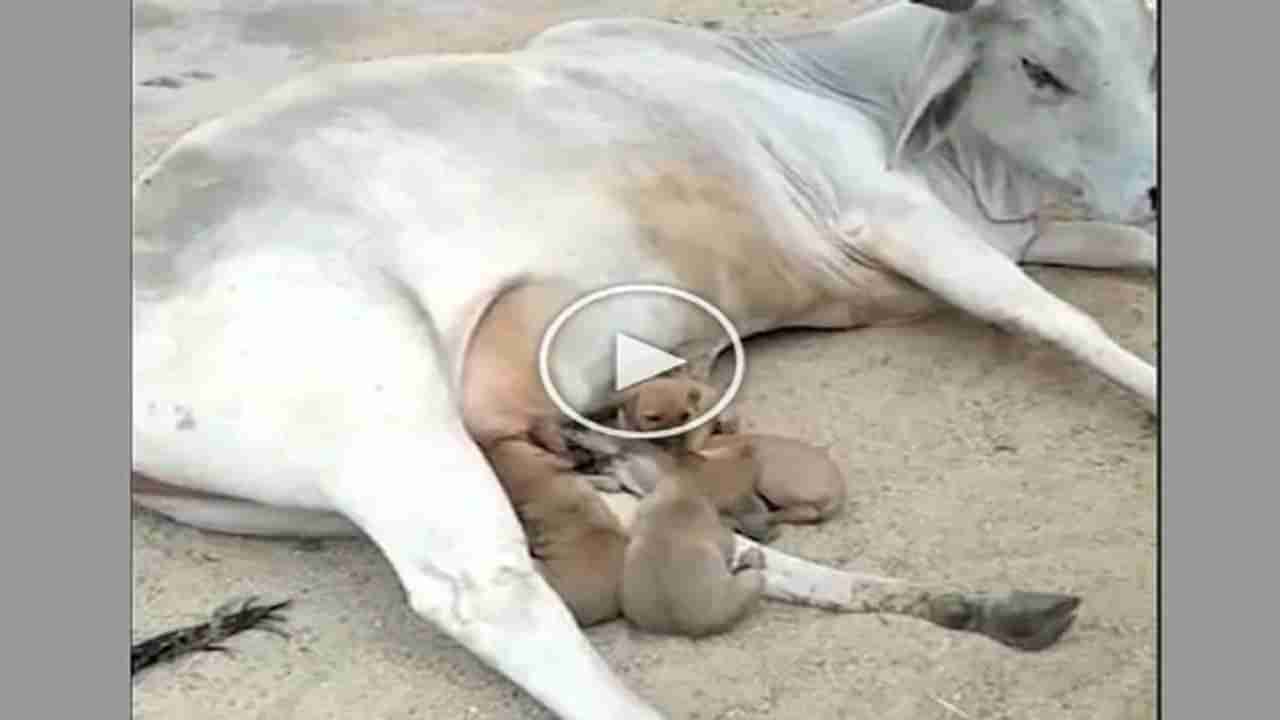 Heart Touch Video : ગાય માતાનું છલકાયું માતૃત્ત્વ, ભૂખથી પીડાતા ગલુડિયાને આપ્યું દૂધ, મમતાથી ભરેલો જૂઓ Beautiful Video