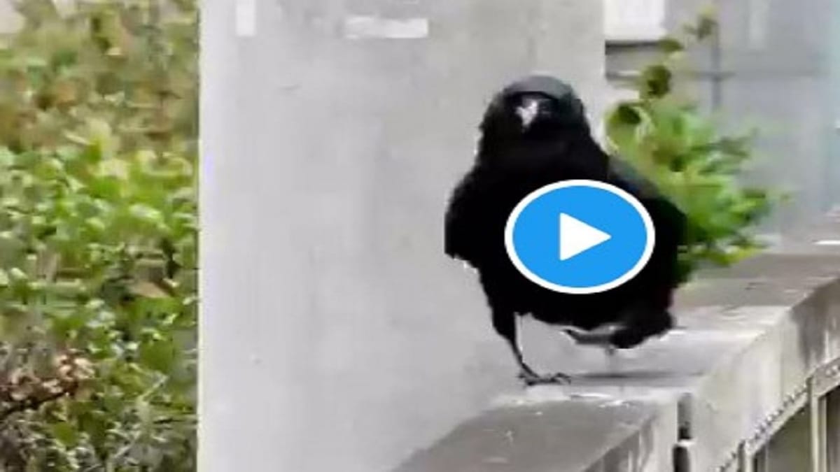 Bird Funny Video : કાગડાની 'ક્રો વોક' જોઈને તમે દંગ રહી જશો, દિવાલ પર આવી રીતે કર્યા લટકા-મટકા