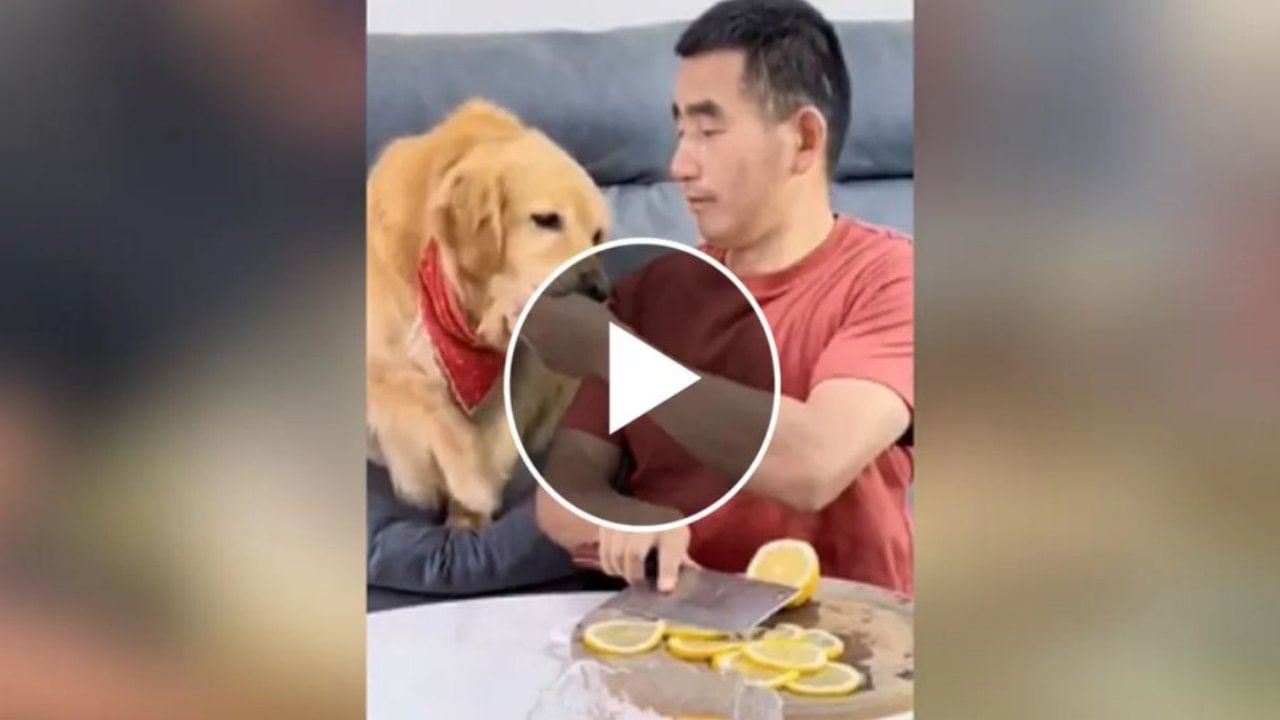શખ્સે કૂતરાને ચખાડ્યું લીંબુ, સ્વાદ પસંદ ન આવતા કૂતરાએ માલિકની ધોલાઈ કરી નાખી, જુઓ આ Funny Video