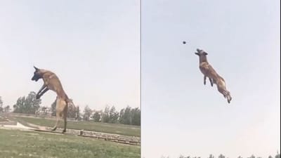 કૂતરાએ જોરદાર છલાંગ લગાવીને હવામાં જ પકડ્યો બોલ, લોકોએ કહ્યું- ગજબ છે સ્ટાઈલ