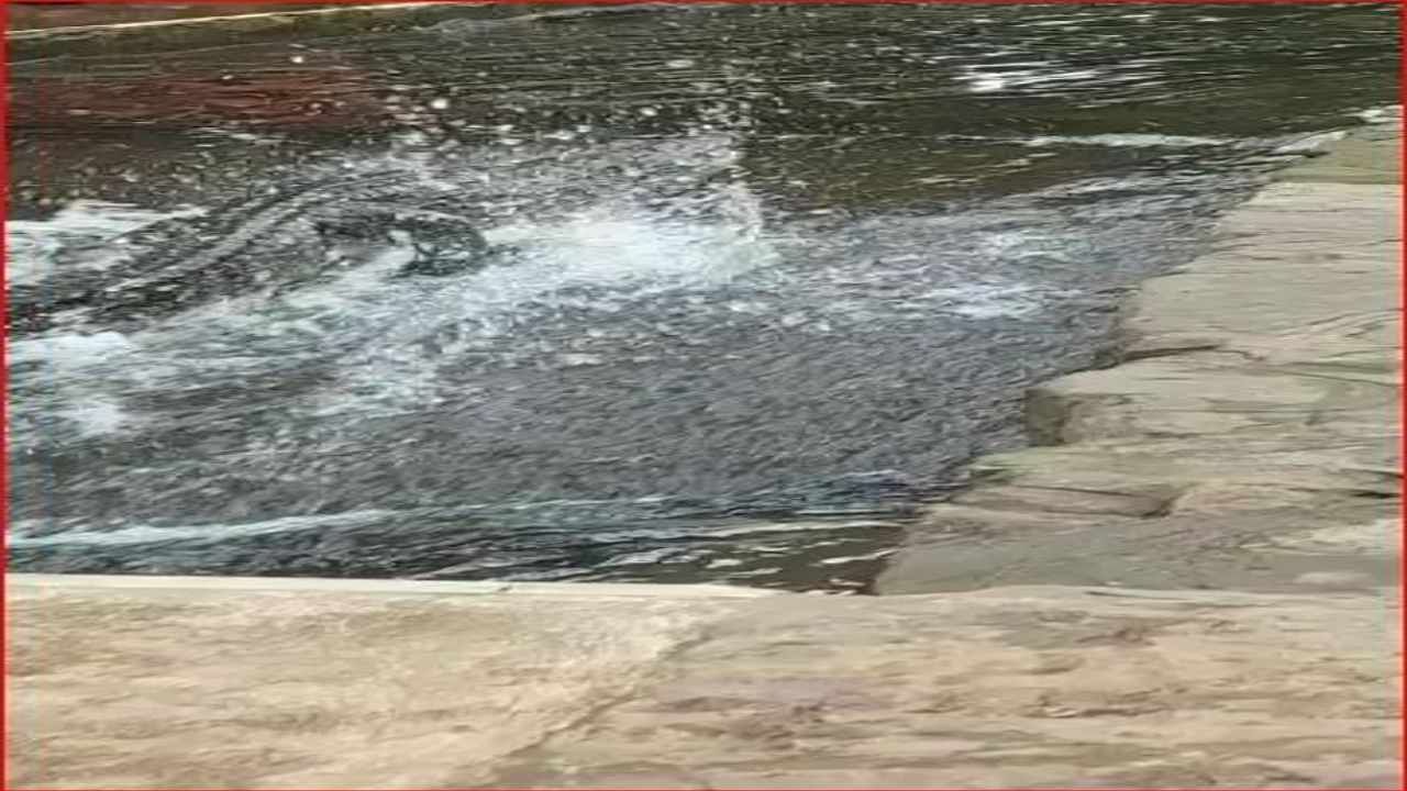 crocodile in kileshwar mahadev 