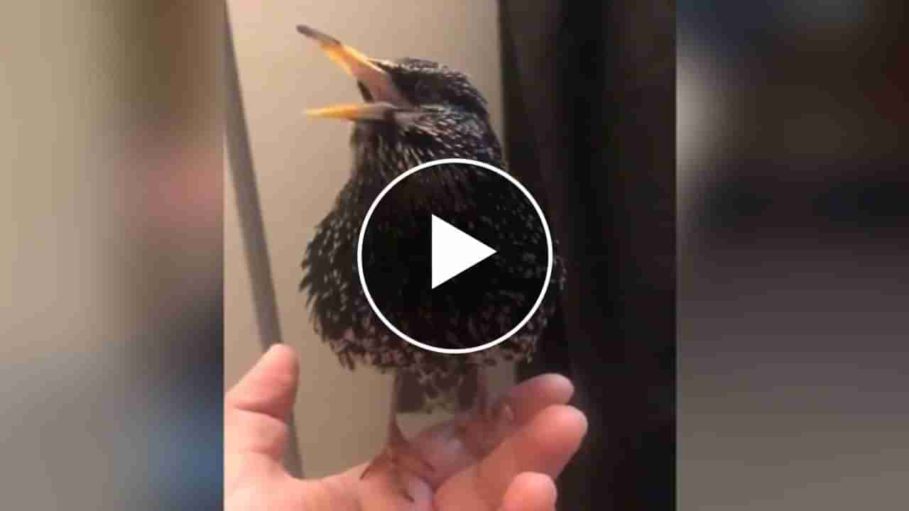 શું તમે ક્યારેય કડકડાટ અંગ્રેજી બોલતું પક્ષી જોયું છે ? Viral Video જોઈ લોકો રહી ગયા દંગ