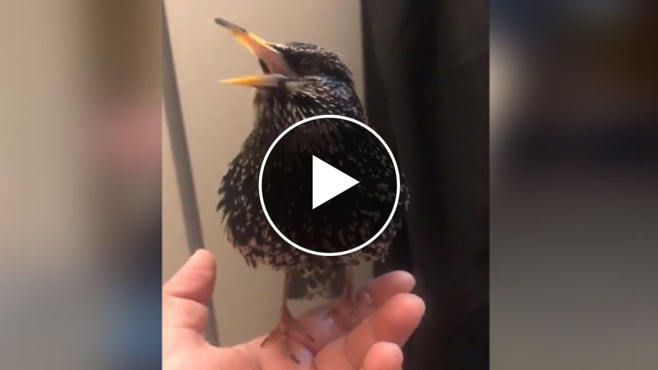 શું તમે ક્યારેય કડકડાટ અંગ્રેજી બોલતું પક્ષી જોયું છે ? Viral Video જોઈ લોકો રહી ગયા દંગ