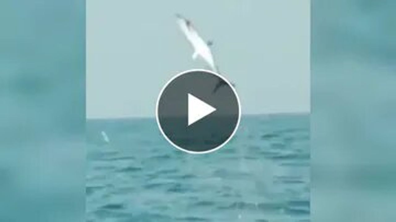 દરિયા વચ્ચે માછલીએ માર્યો જોરદાર કૂદકો, Viral Video જોઈ લોકોએ કહ્યુ - આ તો હવામાં ઉડી રહી છે