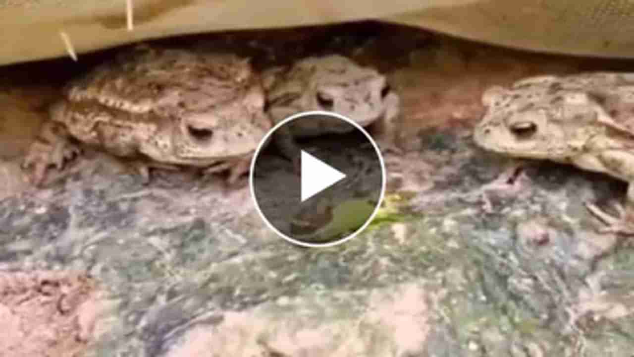 Frogs Video : કીડાને જોતાં જ દેડકાના મોંમા આવ્યું પાણી, કીડો ખાધા બાદ લાગ્યો 440 વોલ્ટનો આંચકો- વીડિયોમાં જૂઓ પછી શું થયું