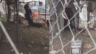 માણસોની જેમ ચાલતી જોવા મળી બકરી, Viral Video જોઈ લોકો રહી ગયા દંગ