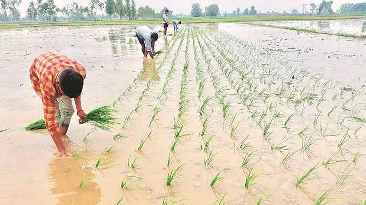 Gujarat Kharif Crop