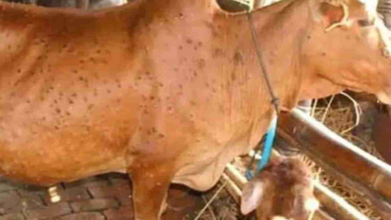 Porbandar: લમ્પીગ્રસ્ત ગાયના મૃતદેહના હિંદુવિધીથી અંતિમ સંસ્કાર કરવા કોંગ્રેસની માગ