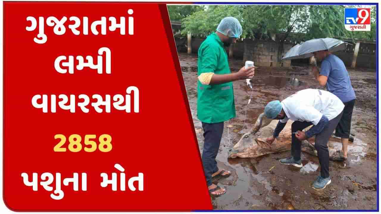 Gujarat માં લમ્પી વાયરસનો 23 જિલ્લામાં ફેલાવો, 2858 પશુના મોત, 76,154 પશુ અસરગ્રસ્ત