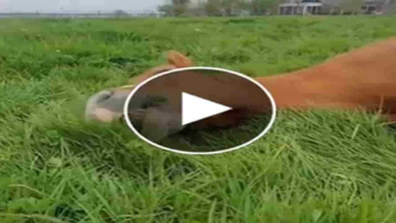 Animal Viral Video: યે આરામ કા મામલા હૈ... સુતા-સુતા ઘોડો ઘાસ ખાતા જોવા મળ્યો