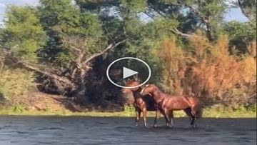 Shocking Animal Video : શું ખરેખર પાણી પર તરતા જોવા મળ્યા ઘોડા ! વીડિયો જોઈને લોકોનું મગજ ચકરાવે ચડ્યું