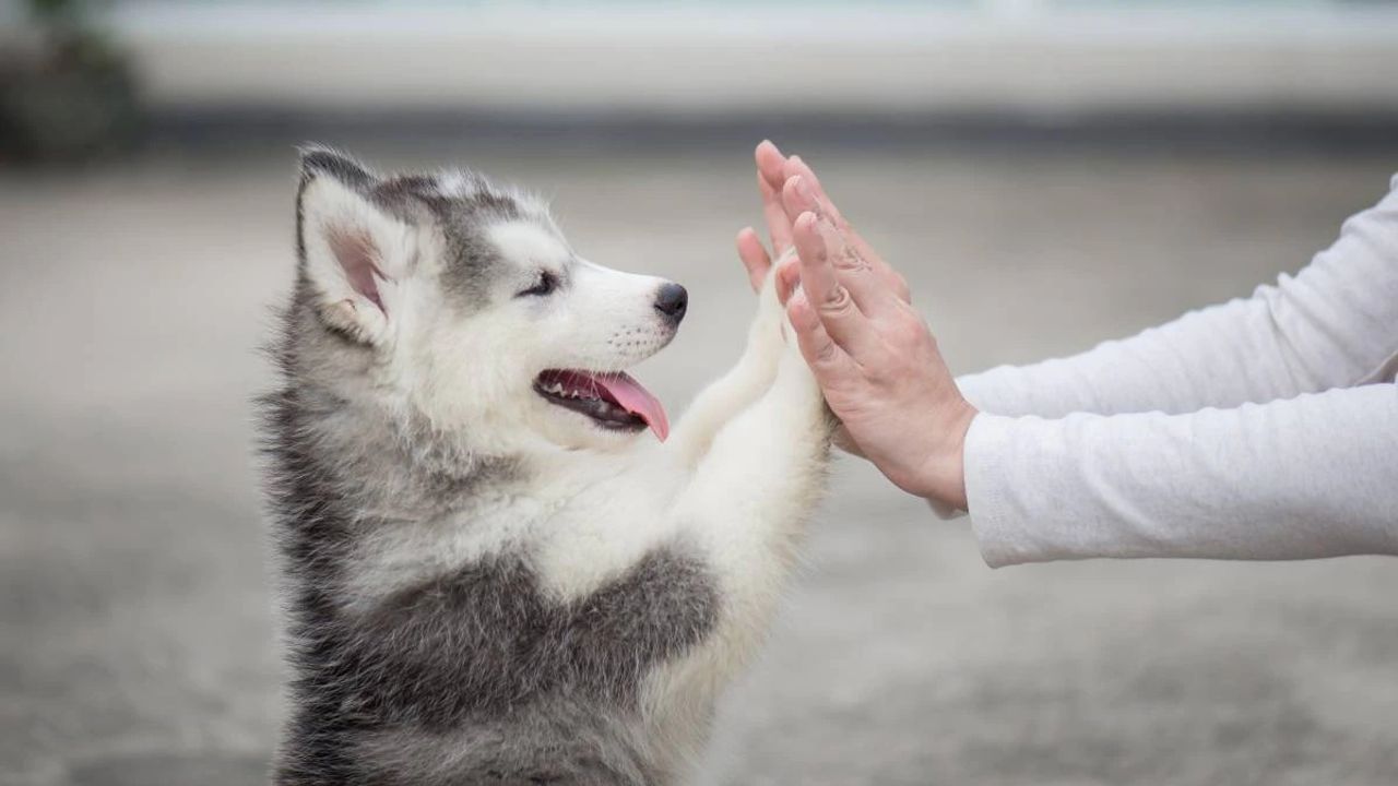 'હર કૂત્તે કા દિન આતા હૈ', International Dog Day પર જાણો લોકો કેમ સૌથી વધારે પાળે છે કૂતરાં
