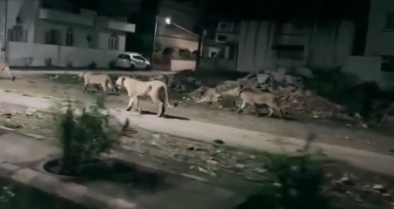 Junagadh Riots Junagadh : રહેણાંક વિસ્તારમાં આવી ચઢયા વનરાજા, CCTVમાં કેદ થયા દ્રશ્યો ...