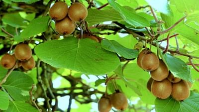 Kiwi Farming : કિવીની ખેતીથી ખેડૂતો કરી શકે છે સારી કમાણી, જાણો તેની ખેતી વિશે