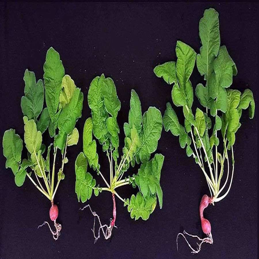 વૈજ્ઞાનિકોનું માનવુ છે કે આ છોડનો મંગળ ગ્રહ પર ફર્ચિલાઈઝર તરીકે ઉપયોગ થઈ શકે છે. ત્યાર બાદ મૂળા, શલગમ અને લેટસ જેવા છોડ પણ ત્યા ઉગાડવાનો પ્રયત્ન કરી શકાય છે.