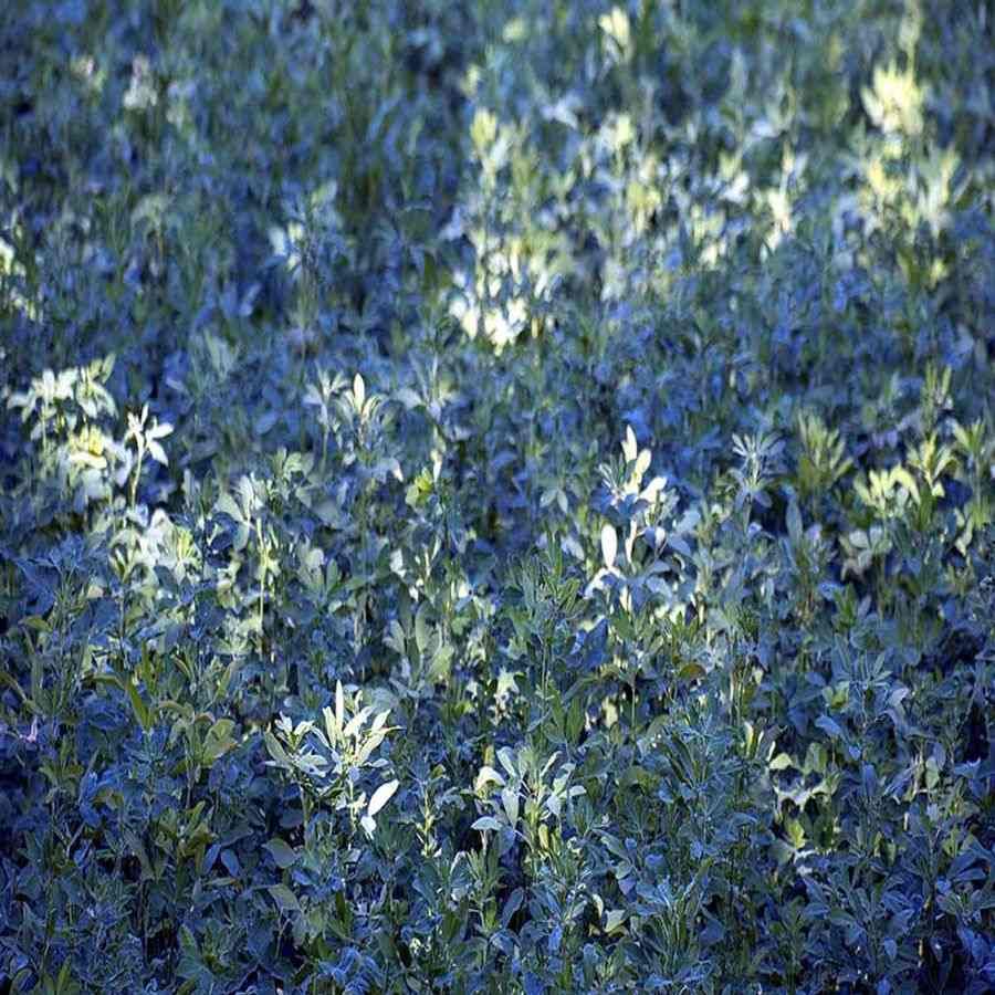 મંગળ ગ્રહની માટી , વાતાવરણ અને પાણીની ઓછી માત્રાને કારણે ત્યા ખેતી કદાત અસંભવ માનવામાં આવે છે. પણ હાલમાં એક અભિયાસ પરથી જાણવા મળ્યુ છે કે ત્યા એક છોડ ઉગી શકે છે. તેનુ નામ છે. અલ્ફાલ્ફા છોડ. આ છોડ પ્રાણીઓના ઘાસચારામાં માટે વપરાય છે.