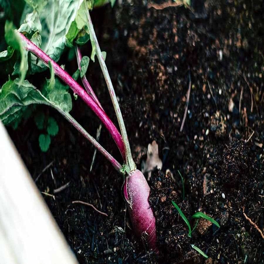 એક રિપોર્ટ અનુસાર, અલ્ફાલ્ફા છોડ મંગળ ગ્રહની જવાળામુખીય માટી પર ઉગી શકે છે. કારણ કે આ છોડને પોષક તત્વો અને પાણીની ઓછી જરુર પડે છે. આ છોડની મદદથી મંગળ ગ્રહની ધરતીમાં પોષક તત્વો વધારી શકાય છે, જેથી અન્ય છોડ ઉગાડી શકાય. તે પાણીની માત્રાને સંતુલિત કરવામાં પણ ઉપયોગી સાહિત થશે.