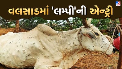 રોકેટ ગતિએ વધી રહ્યું છે લમ્પીનું સંક્રમણ, વલસાડ જિલ્લમાં 'લમ્પી'ની એન્ટ્રી થતા વહીવટી તંત્ર દોડતુ થયુ
