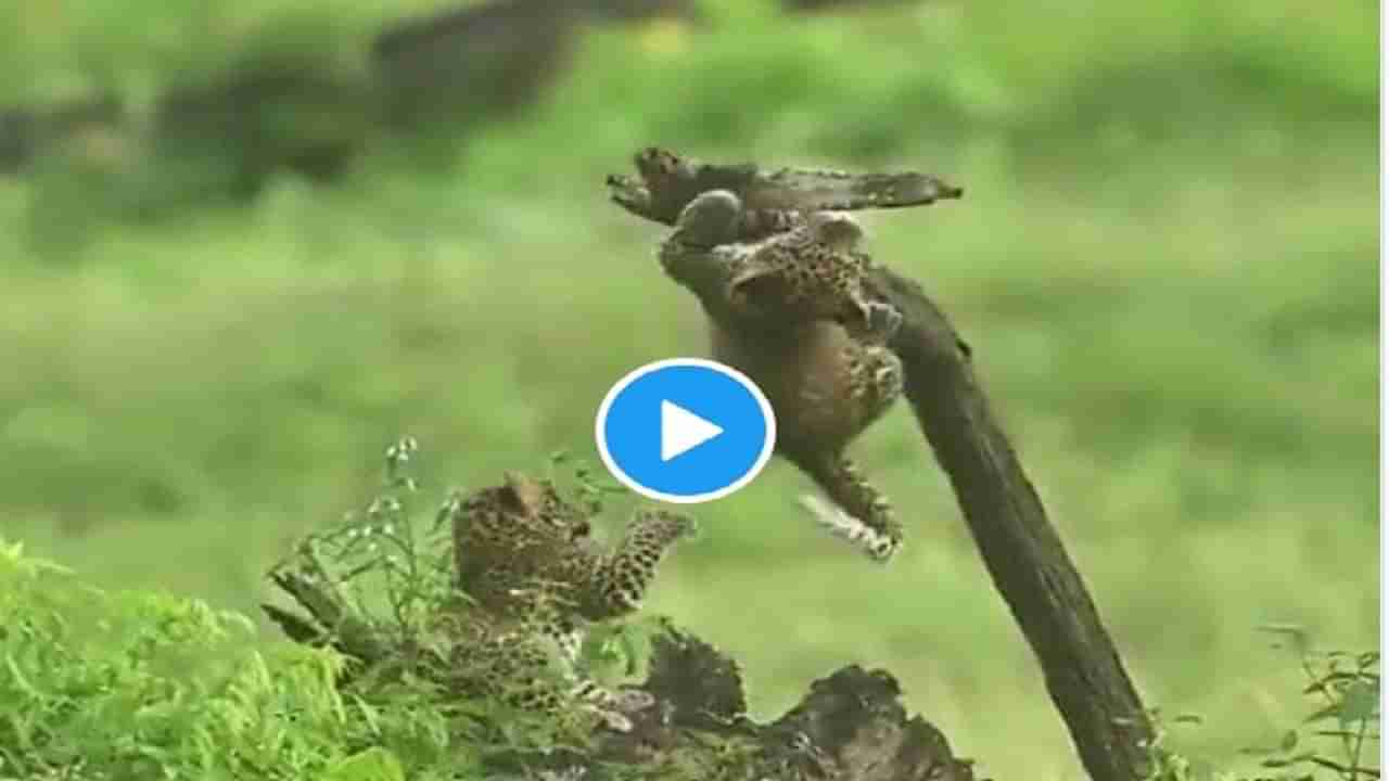 Animal Viral Video : બેબી દીપડાએ ડાળી પર લટકીને કરી એક્સરસાઇઝ, વીડિયો જોઈને લોકોએ કહ્યું- આ તો PULL UP કરી રહ્યો છે