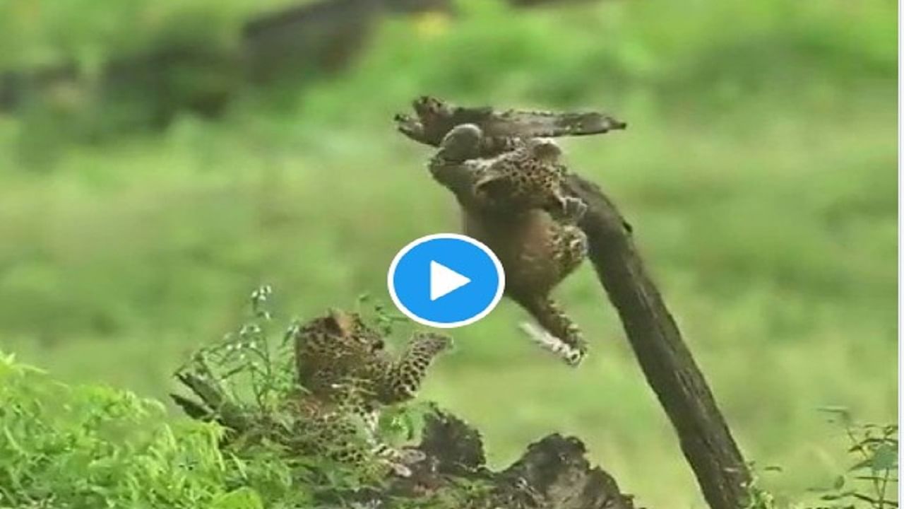 Animal Viral Video : 'બેબી દીપડા'એ ડાળી પર લટકીને કરી એક્સરસાઇઝ, વીડિયો જોઈને લોકોએ કહ્યું- 'આ તો PULL UP કરી રહ્યો છે'