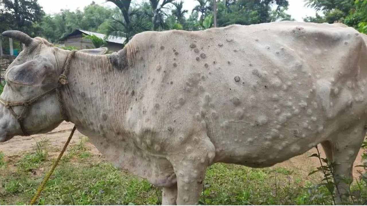 Lumpy Skin Disease : મધ્ય પ્રદેશમાં એલર્ટ, ગુજરાત-રાજસ્થાન બોર્ડર પર પ્રાણીઓની અવરજવર પર પ્રતિબંધ
