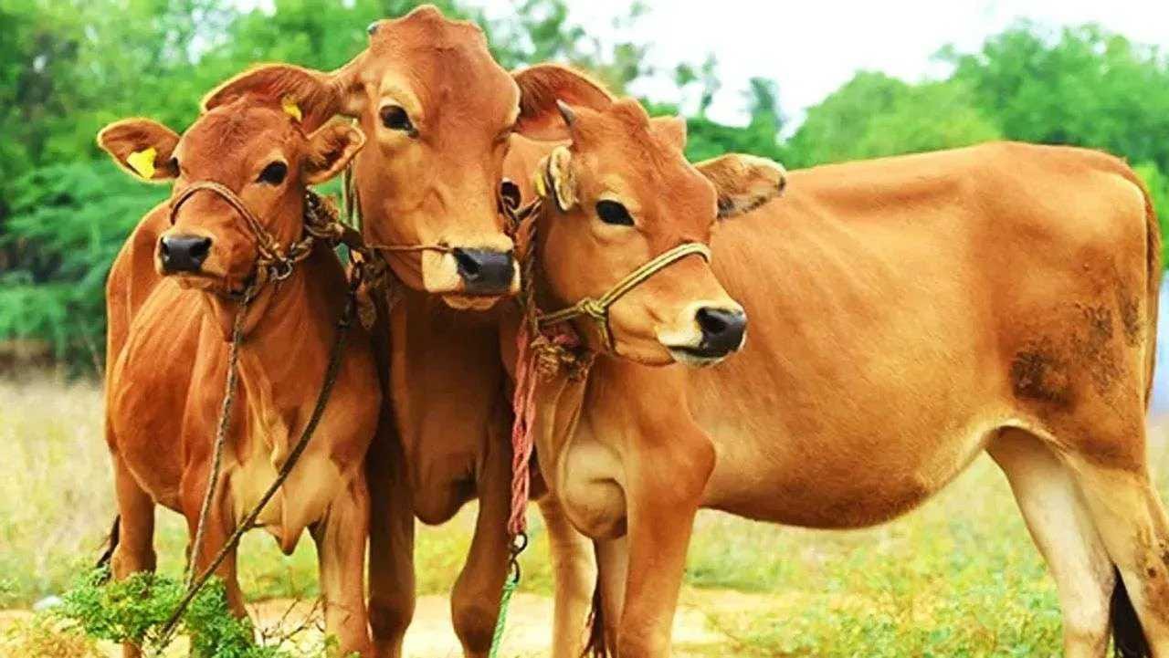 Lumpy Skin Disease: ભારતમાં ક્યાંથી આવ્યો લમ્પી રોગ, શું તે માણસોમાં ફેલાઈ શકે છે ?