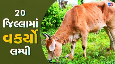 ગુજરાતના 20 જિલ્લામાં લમ્પી વાયરસનું સંક્રમણ, 1431 પશુનાં થયા મોત
