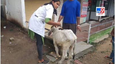 પોશીના સહિત સરહદી તાલુકાઓમાં લંપી વાયરસના કેસ વધ્યા, પશુપાલન વિભાગનો દાવો-પશુઓની અવર જવર કારણભૂત