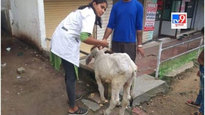 પોશીના સહિત સરહદી તાલુકાઓમાં લંપી વાયરસના કેસ વધ્યા, પશુપાલન વિભાગનો દાવો-પશુઓની અવર જવર કારણભૂત