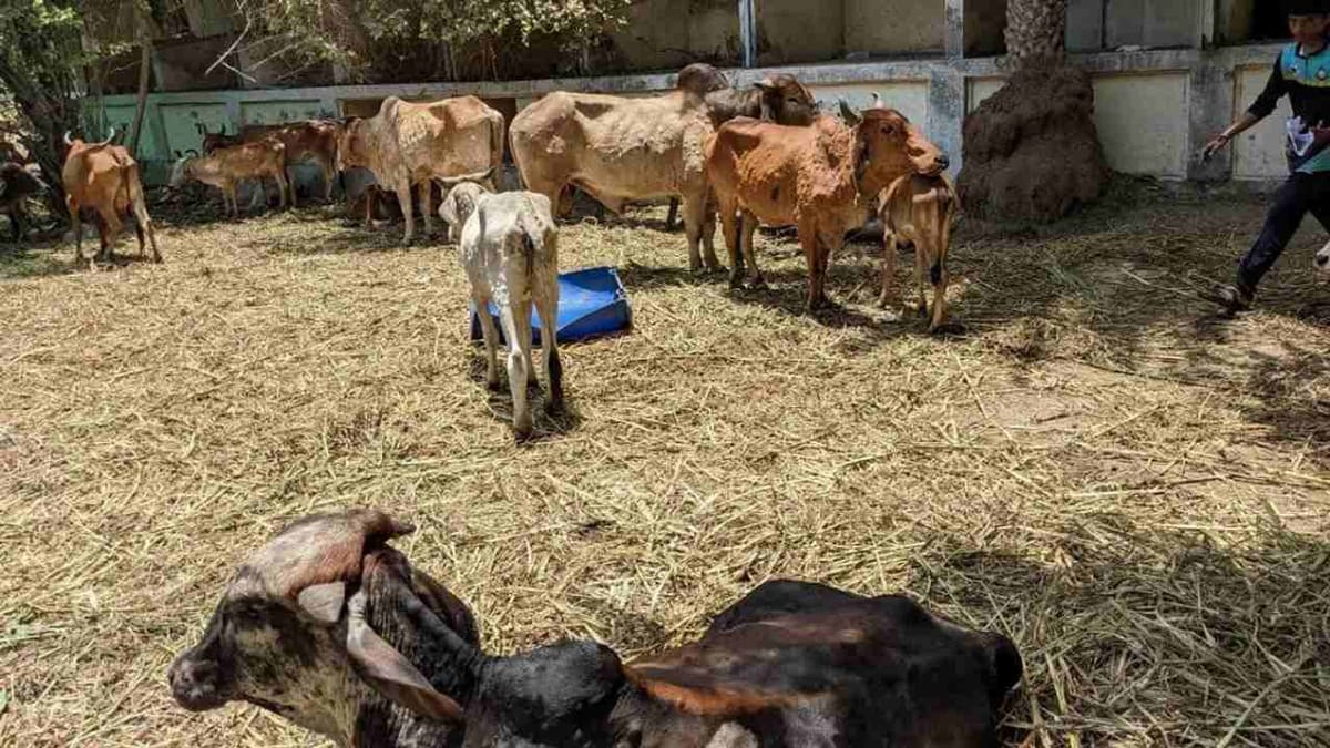 Mehsana : જિલ્લામાં લમ્પી વાયરસનો ફેલાવો અટકાવવા દૂધસાગર ડેરી એક્શન મોડમાં, 1.5 લાખ રસીના ડોઝ ખરીદ્યા