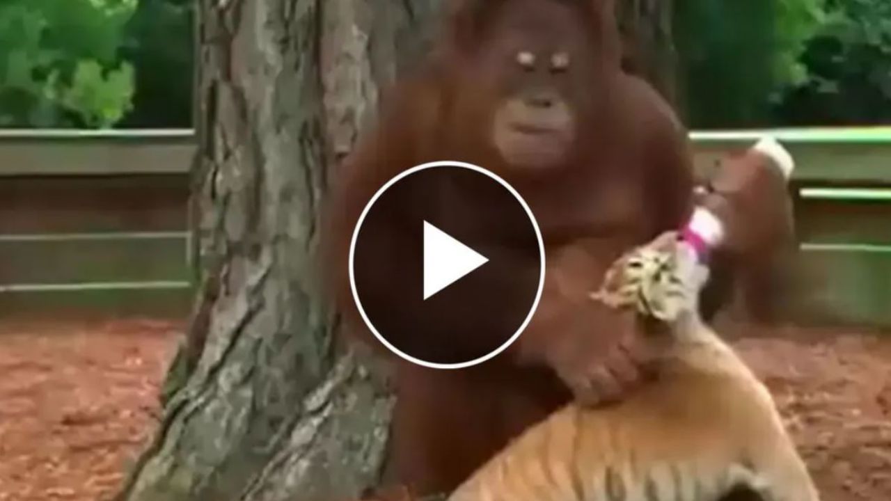 વાંદરાએ વાઘના બચ્ચાને ખોળામાં લઈ પીવડાવ્યું દૂધ, ઉદ્યોગપતિ આનંદ મહિન્દ્રાએ શેર કર્યો હૃદય સ્પર્શી Video