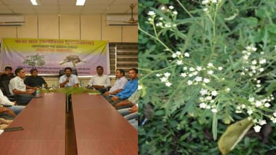 ખતરનાક ગાજર ઘાસ દેશના 35 મિલિયન હેક્ટર વિસ્તારમાં પહોંચ્યું, એક છોડમાંથી નીકળે છે 25 હજાર બીજ