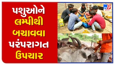 Patan: લમ્પીથી ટપોટપ મરી રહેલા પશુઓને બચાવવા પશુપાલકોએ શરૂ કર્યો પરંપરાગત ઉપચાર, જાણો કેવી રીતે કરે છે સારવાર