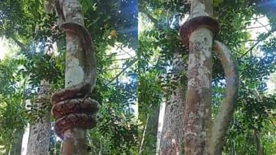 Viral Video: શું તમે ક્યારેય અજગરને ઝાડ પર ચડતો જોયો છે? વીડિયો જોઈ તમે પણ રહી જશો દંગ