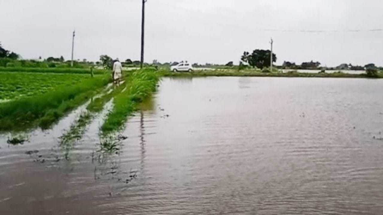 સતત વરસતો વરસાદ પાક માટે બની શકે છે સમસ્યા, પાકને નુકસાનથી બચાવવા જલ્દી કરો  આ કામ - Gujarati News | Continuous rain can become a problem for the Crops  if you want