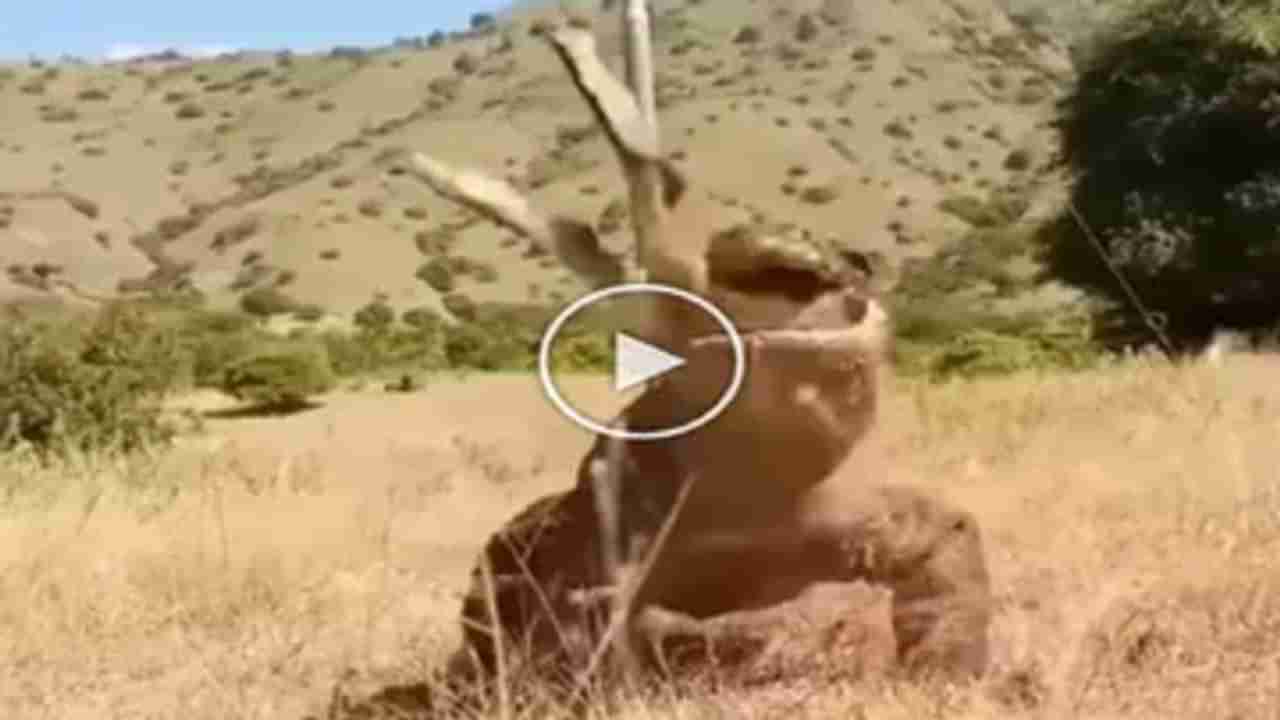 Shocking Video : મોટી ગરોળીએ હરણનો કર્યો શિકાર, ડાયનાસોરની જેમ બે-ત્રણ ફટકામાં કરી નાખ્યું કામ તમામ