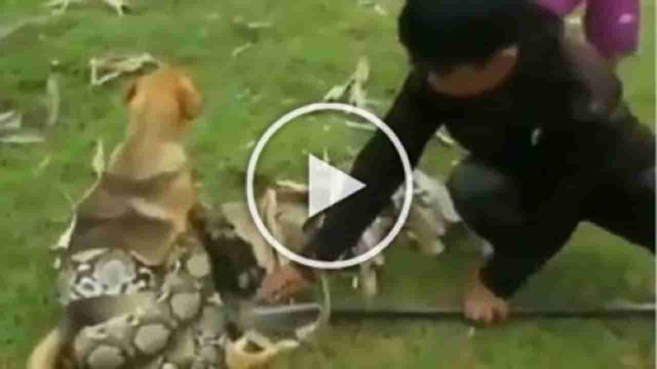 Shocking Animal Video : ઓહો...કૂતરાના શરીર પર લપેટાયો વિશાળ અજગર, માસૂમ બાળકોએ અજગરની હવા ટાઈટ કરી