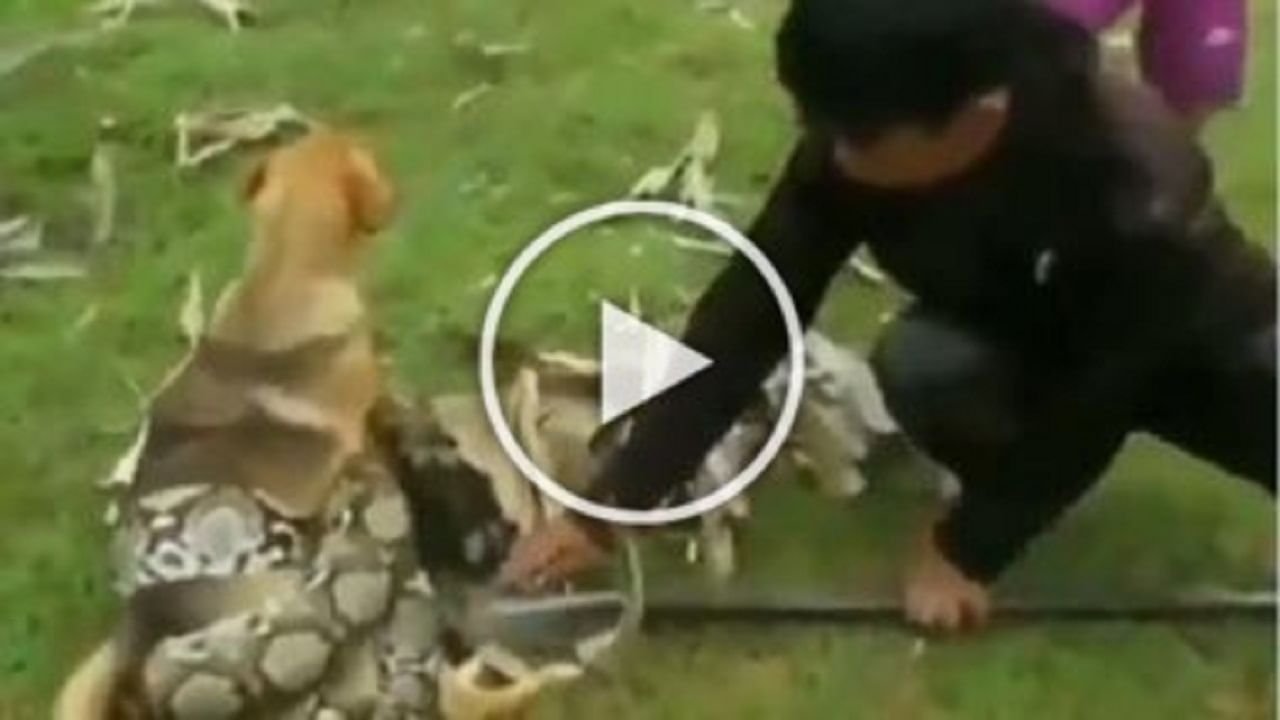 Shocking Animal Video : ઓહો...કૂતરાના શરીર પર લપેટાયો 'વિશાળ અજગર', માસૂમ બાળકોએ અજગરની હવા ટાઈટ કરી