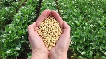 Soybean Price: માગમાં ઘટાડો અને પુરવઠામાં વધારાને કારણે સોયાબીનના ભાવમાં આટલો થઈ શકે છે ઘટાડો