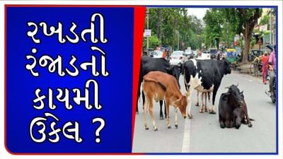 રસ્તાઓ પર યમદૂતના રૂપમાં ફરી રહેલા રખડતા ઢોરનો આવશે કાયમી ઉકેલ ? આ સેવાભાવી સંસ્થાએ તૈયારી બતાવી