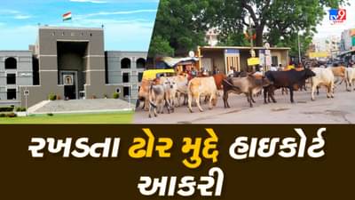 રખડતા ઢોરના મુદ્દે હાઇકોર્ટનું આકરુ વલણ, સરકાર સાંજ સુધીમાં નિર્ણય ન લે તો કરાશે કડક આદેશ