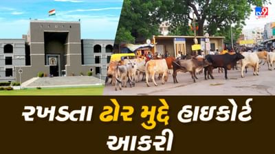 રખડતા ઢોરના મુદ્દે હાઇકોર્ટનું આકરુ વલણ, સરકાર સાંજ સુધીમાં નિર્ણય ન લે તો કરાશે કડક આદેશ