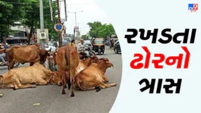 Vadodara: રખડતા ઢોરે વધુ એક યુવાનનો લીધો જીવ, તંત્રની બેદરકારીથી મોત થયાનો પરિવારનો આક્ષેપ