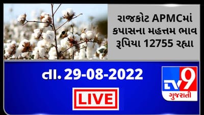 Mandi: રાજકોટ APMCમાં કપાસના મહત્તમ ભાવ રૂપિયા 12755 રહ્યા,જાણો જુદા-જુદા પાકના ભાવ