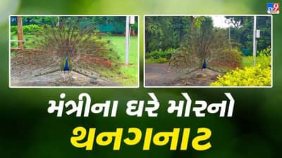ગુજરાતના મંત્રીના ઘરે મન મૂકીને નાચ્યો મોર, Tv9ના કેમેરામાં કેદ થયો મોરનો ડાન્સ