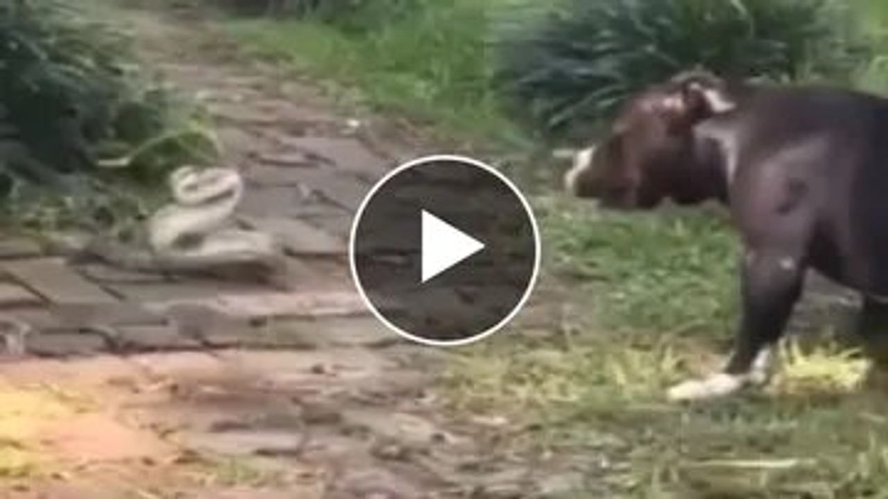 કૂતરા અને સાપ વચ્ચે થઈ ભયંકર બબાલ, Viral Videoમાં જુઓ છેલ્લે કોણ જીત્યુ!