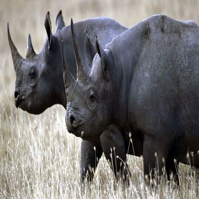 માણસજાતની લાલચ અને તેના કામોને કારણે આ ધરતી પરથી લૂપ્ત થઈ ગઈ છે. પ્રાણીઓનો શિકાર, જંગલમાં દાવાનળ, જંગલ કાપવા, પ્રદૂષણ, વેશ્વિક ગરમી, જળવાયુ પરિવર્તનને કારણે અનેક પ્રાણી લુપ્ત થઈ ગયા છે. ચાલો જાણીએ કે 100 વર્ષમાં ક્યા 15 પ્રાણીઓ આ ધરતી પરથી લુપ્ત થઈ ગયા. આ ફોટોમાં દેખાતુ પ્રાણી વેસ્ટ અફ્રિકન બ્લેક રાઈનોસેરોસ છે. આફ્રિકામાં દેખાતા આ પ્રાણીનો વંશ શિકારને કારણે ખત્મ થઈ ગયો. તે છેલ્લે 2011માં જોવા મળ્યો હતો.